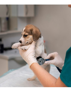 Cuidado y paseo de mascotas 2