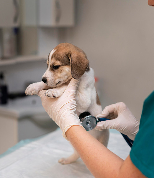 Cuidado y paseo de mascotas