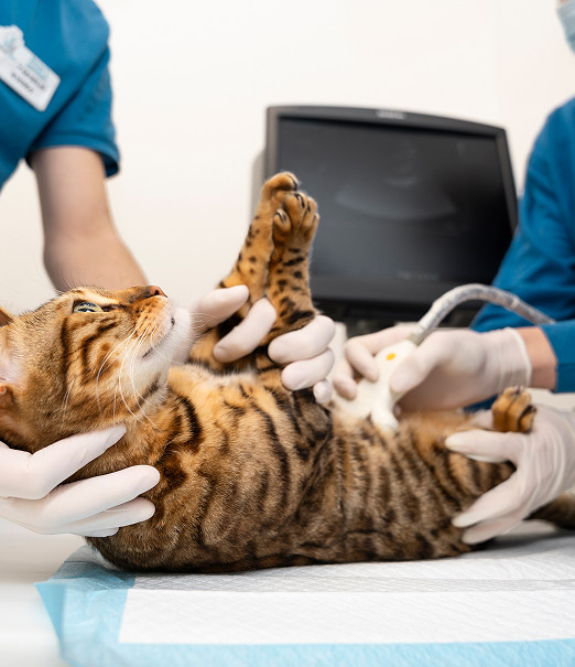 Cuidado y paseo de mascotas