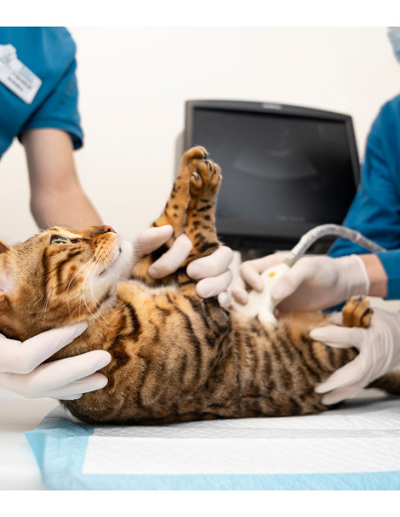 Cuidado y paseo de mascotas